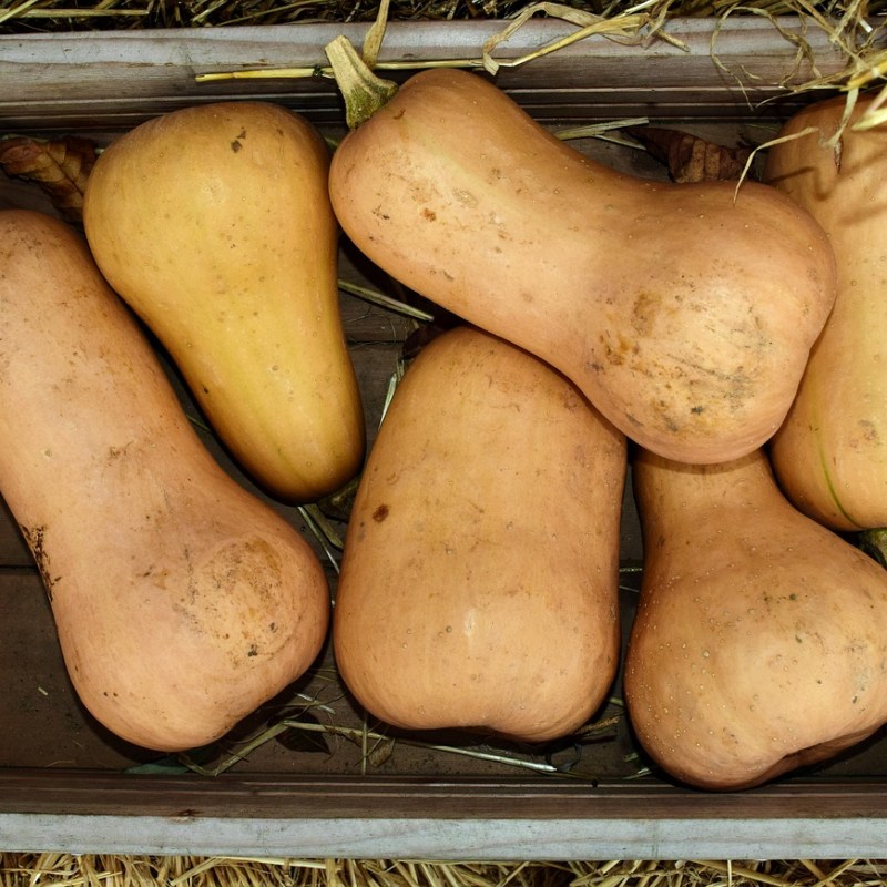 Courge butternut